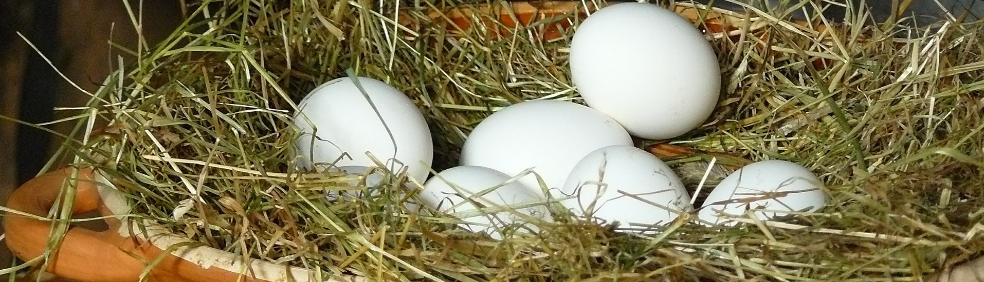 Vajíčka priamo z farmy